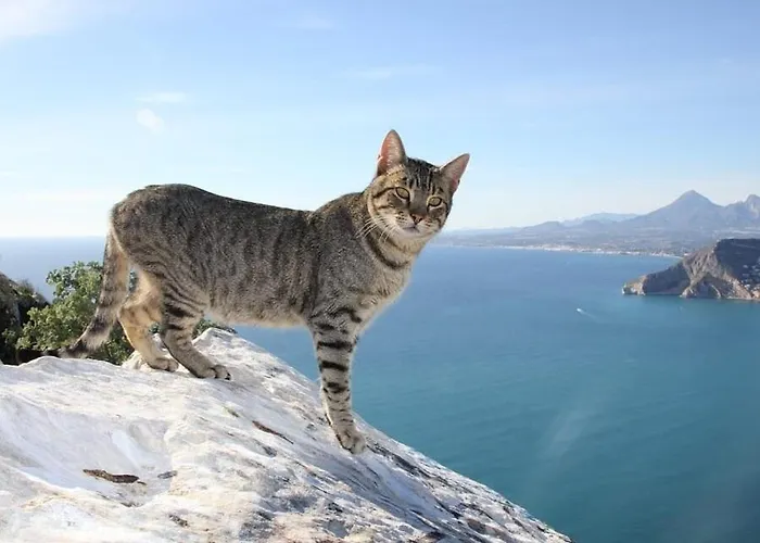 Puchero - Plusholidays Кальпе