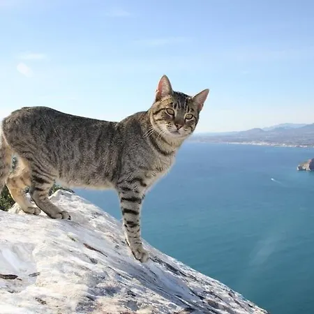 Puchero - Plusholidays Calpe